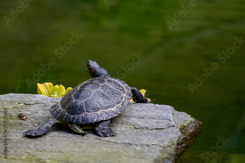 closeup of turtle (trachemys scripta elegans, red-eared slider) observed from the back looking toward a pond