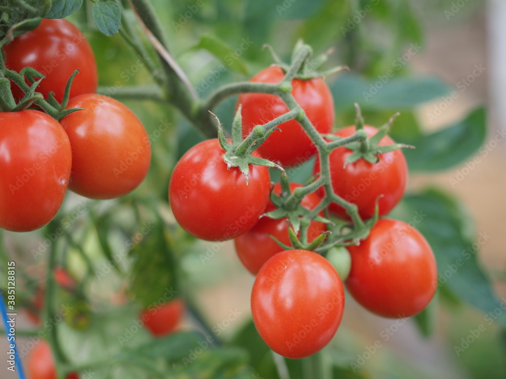 cherry tomatoes close-up