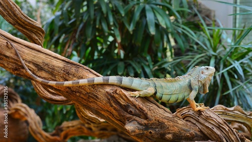 Common green iguana resting on a tree trunk in tropical environment