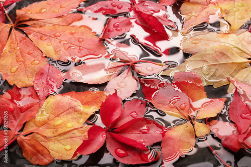 wet red autumn leaves background