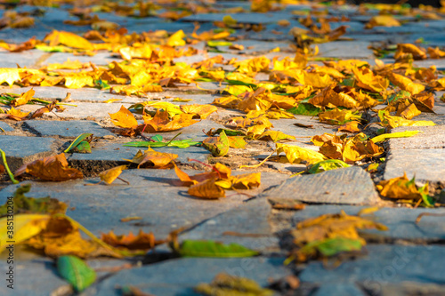 Fototapeta Naklejka Na Ścianę i Meble -  autumn leaves.The fallen-down