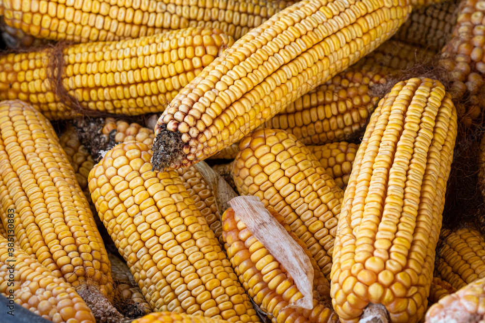 Pile of corn cobs ready for shipment to ethanol plant Pile of corn cobs ready for shipment to ethanol plant