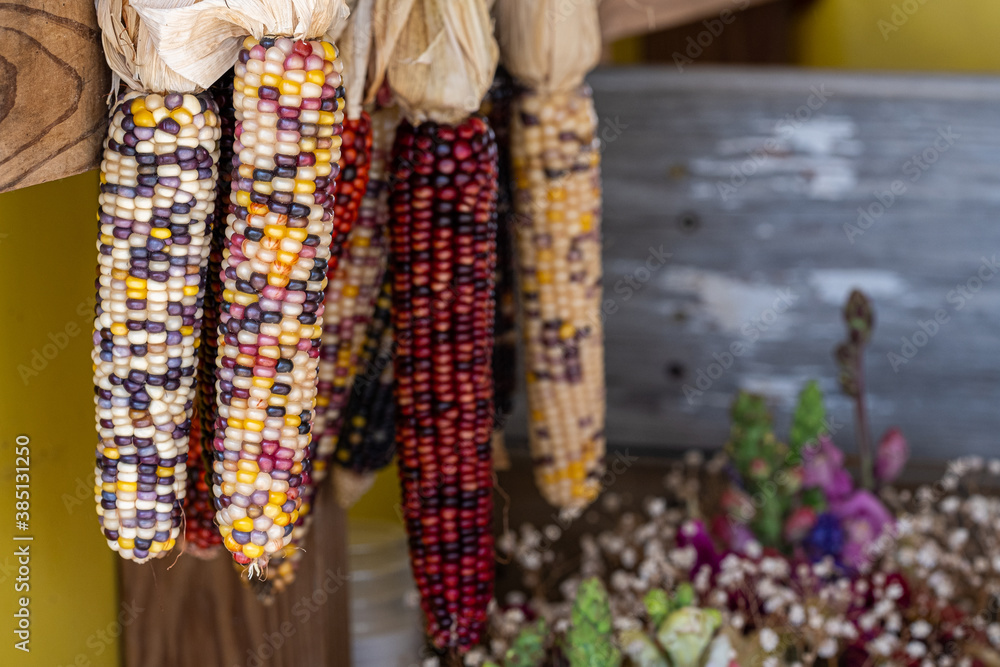 Bundles of indian corn hanging from a piece of wood