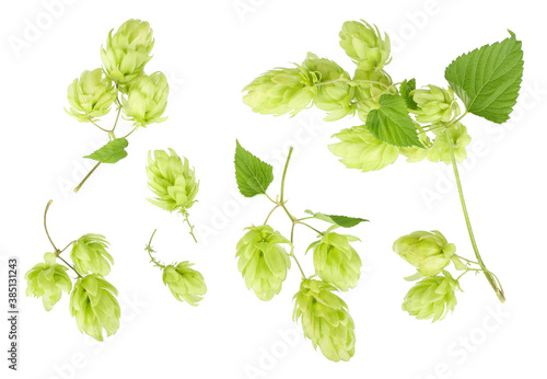 hops isolated on white background, top view
