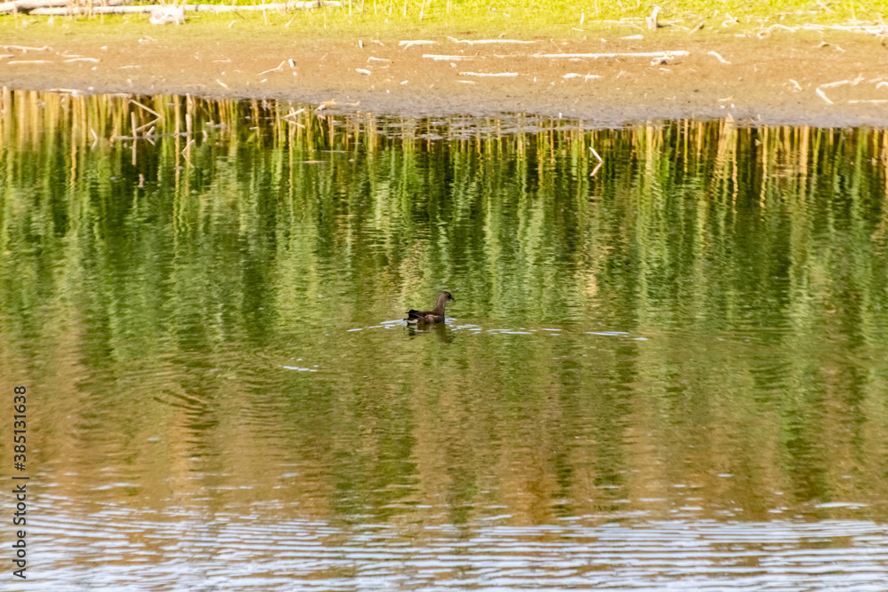 Fototapeta premium Réserve Naturelle du Haut Geer