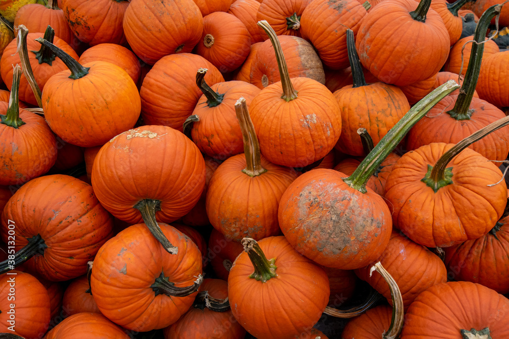 Medium-Sized Orange Pumpkins in a Pile Filling the Frame Medium-Sized Orange Pumpkins in a Pile Filling the Frame