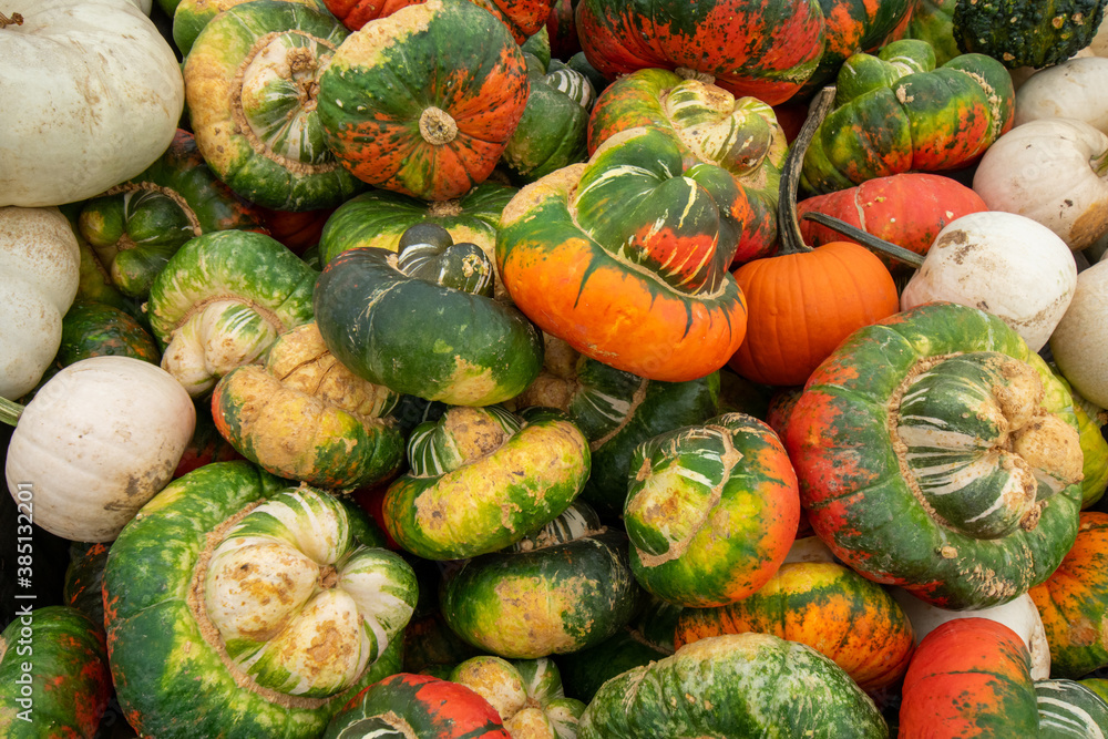 Ugly Pumpkins in a Pile Filling the Frame