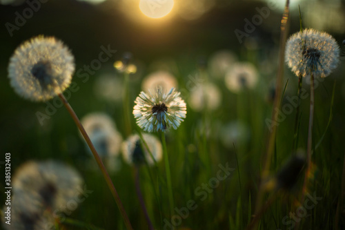 Fototapeta Naklejka Na Ścianę i Meble -  Dandelions in the evening sunlight