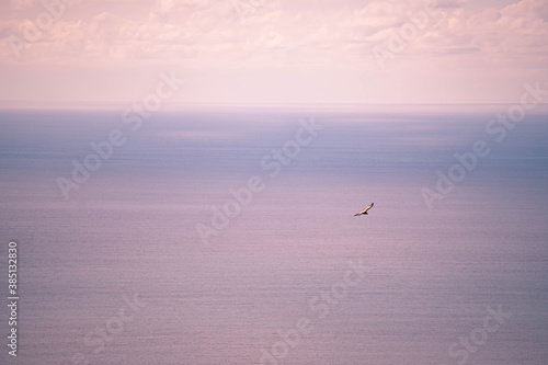 Vulture flying over Biskay bay - a border between forest and ocean photo
