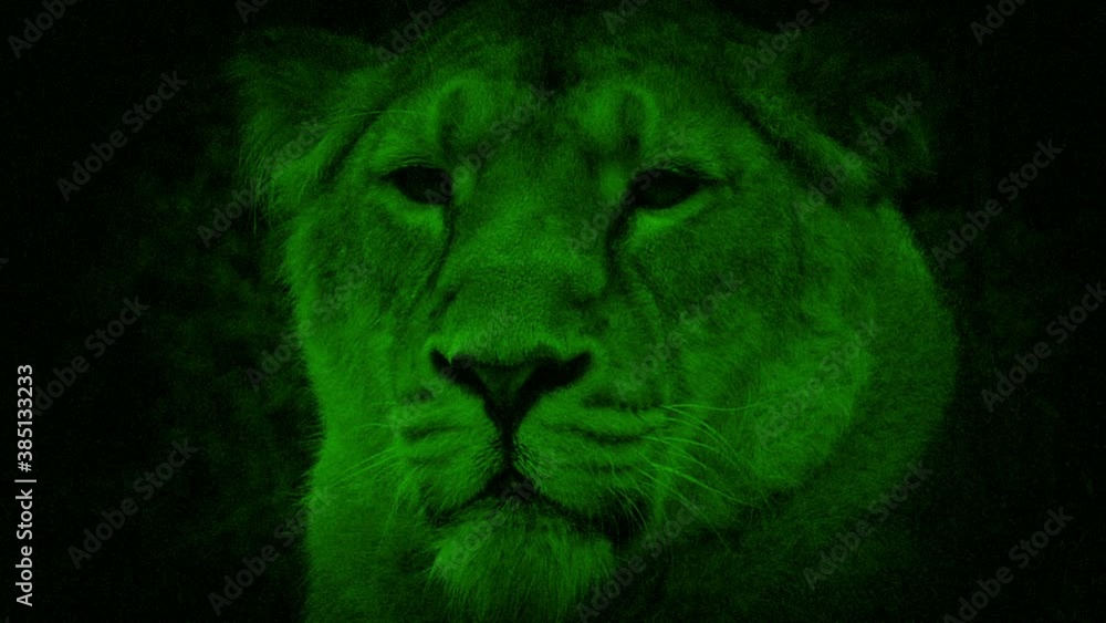 Nightvision Lioness Looking Around Nightvision Lioness Looking Around