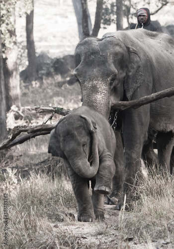 peppy fun-stomping elephant calf and a hard-working mom with a chain carries a log  Bandhavgarh. India.