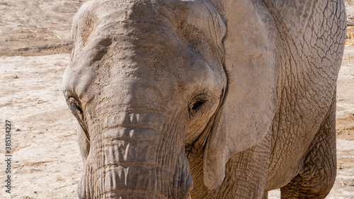 Closeup of a cute elephant resting outdoors