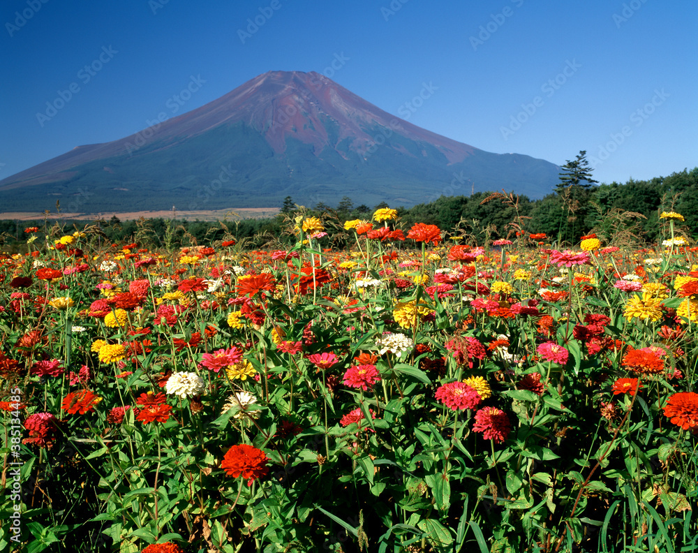 花の都公園からの富士山