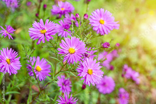 Fresh bright pink and purple aster flower in the garden on green grass background in summer and autumn.