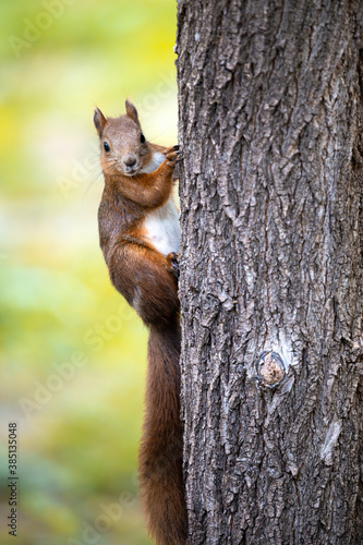 A squirrel with orange fur © frimufilms