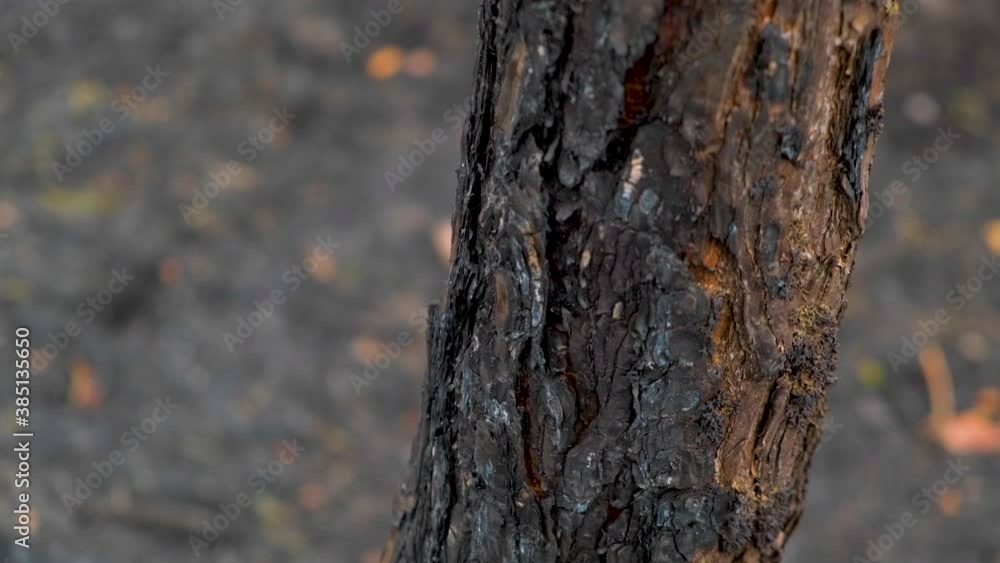 Burnt trees after a forest fire. wildfires in summer. Deforestation and global warming. Rain forest wildfire disaster, dry bushes burning, fire reasons, ecology, earth, climate change, air pollution Burnt trees after a forest fire. wildfires in summer. Deforestation and global warming. Rain forest wildfire disaster, dry bushes burning, fire reasons, ecology, earth, climate change, air pollution