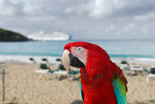 Red and green parrot on the beach and blurred cruise ship photo