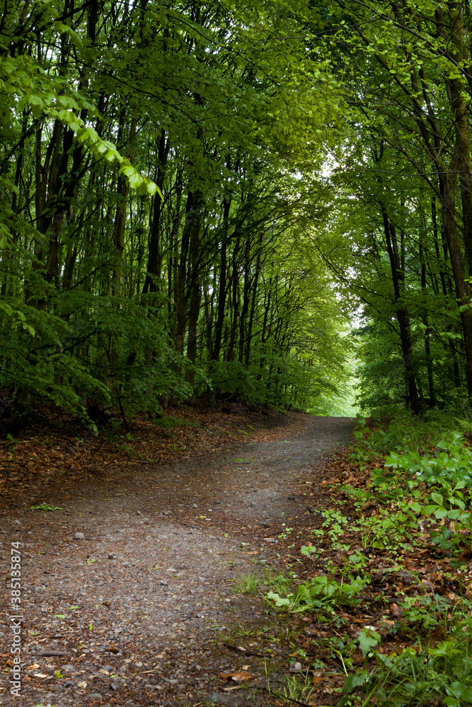 Forest landscape with paths, fallen trees, in summer autumn showing the nature around us. Forest landscape with paths, fallen trees, in summer autumn showing the nature around us.