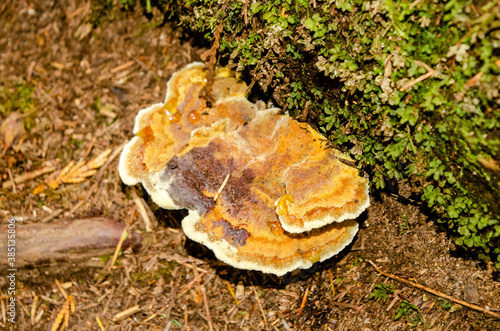 Turkey Tail Mushroom - This mushroom has the ability to enhance and boost your immune system....we all could use a little more of that these days!