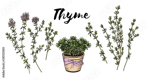 stock vector thyme herb hand drawn illustration isolated on white background