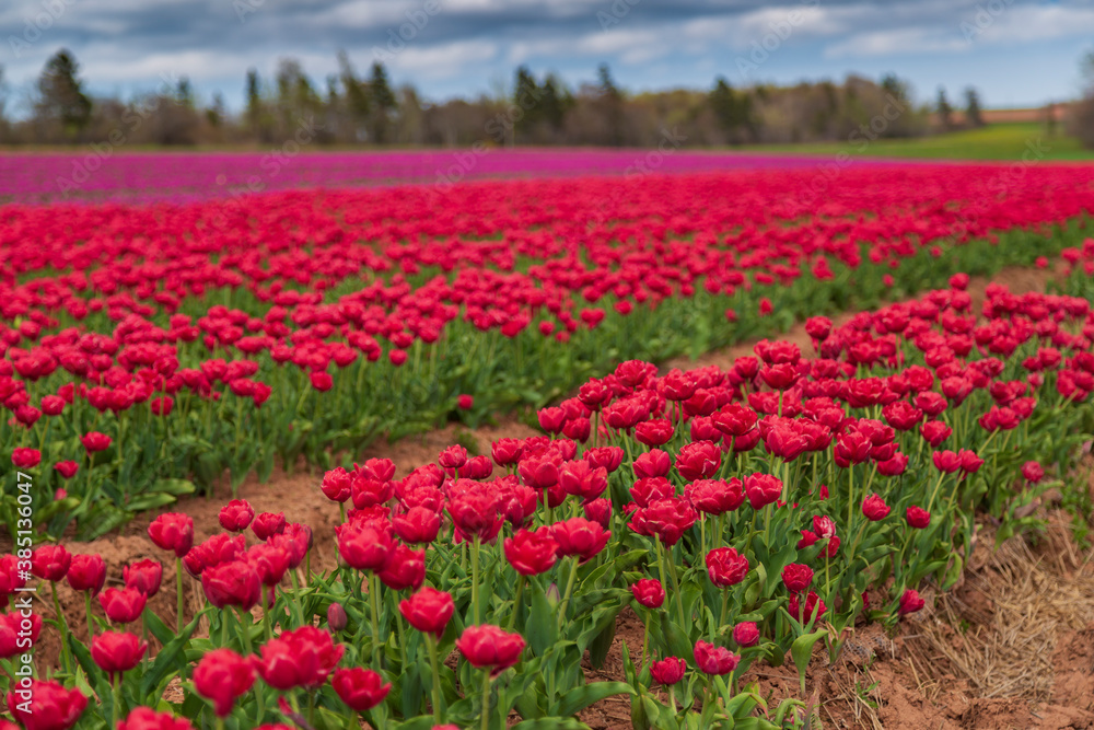 Elegant and vibrant spring background of red, magenta and pink flowers in a tulip field with a cloudy sky.