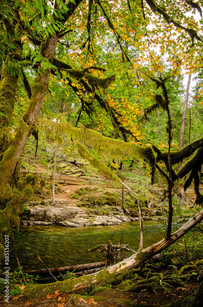 Autumn Moss - Spanish moss hangs off the branches of a maple in full fall colours along the banks of the Little Qualicum River Autumn Moss - Spanish moss hangs off the branches of a maple in full fall colours along the banks of the Little Qualicum River