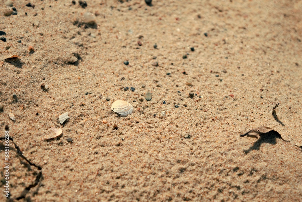 Beach sand from the Baltic Sea with shells and small pebbles. Beach sand from the Baltic Sea with shells and small pebbles.