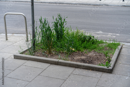 Neglected flowerbed parterre on city pavement