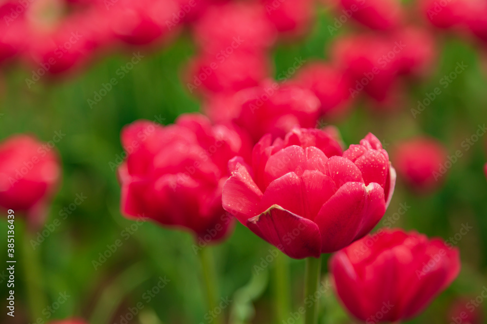 Close up of a vibrant red tulip in a tulip field. Close up of a vibrant red tulip in a tulip field.