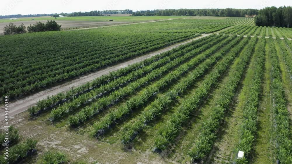 Drone flies over green field of blueberry plantation in the sunny day. Blueberries before harvest. Aerial footage 4k Drone flies over green field of blueberry plantation in the sunny day. Blueberries before harvest. Aerial footage 4k