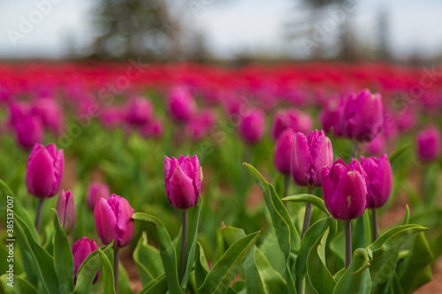 Close up of vibrant magenta tulips in a tulip field.