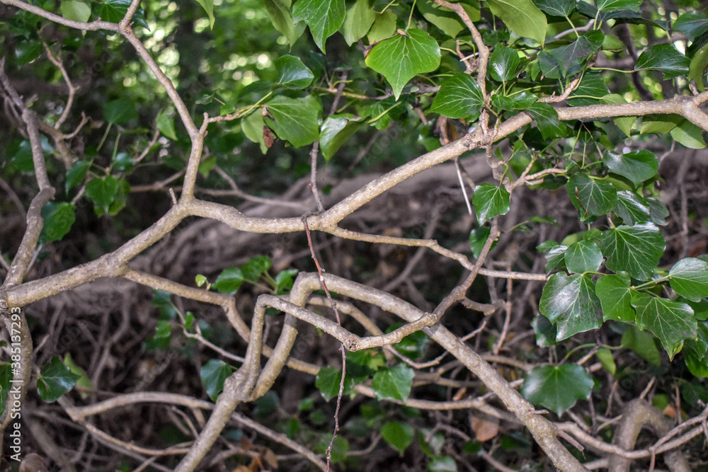 tree branches looking like veins tree branches looking like veins
