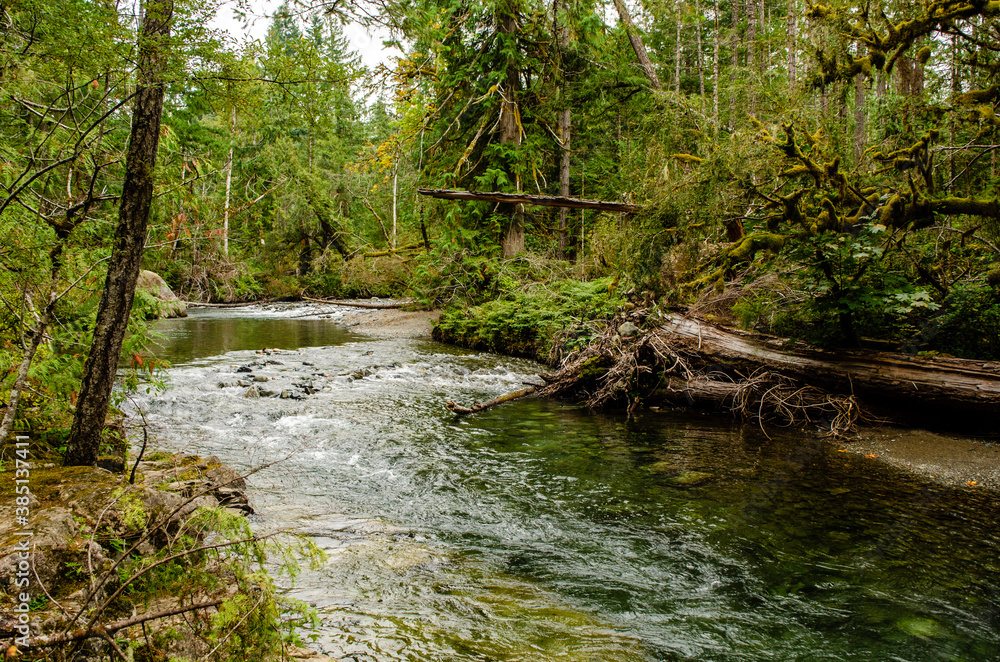Fototapeta premium If a tree falls in the river - Water gurgles quietly past a large fallen tree resting on the shore of the Little Qualicum River