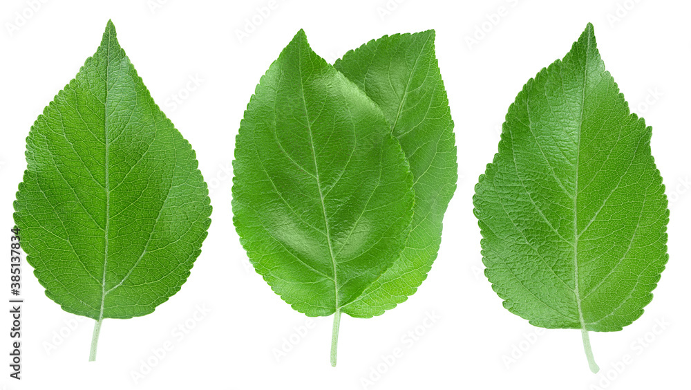 Fototapeta premium Apple leaf isolated on white background with clipping path.