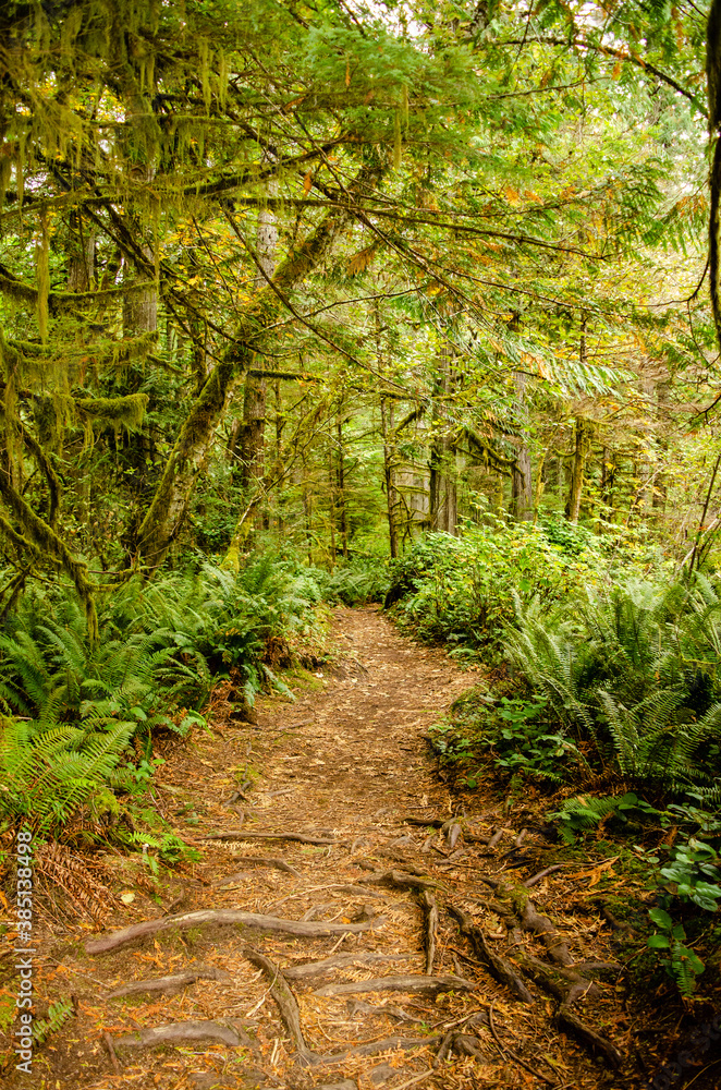 Fototapeta premium Forest Trail - Walking the trails in Little Qualicum Falls Provincial Park