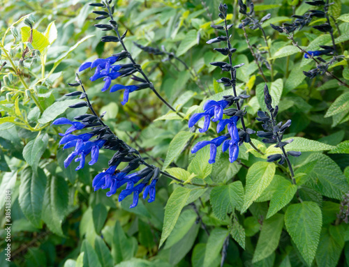 Salvia guaranitica or anise-scented sage plants with bright blue flowers photo