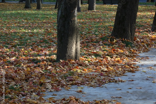 Dry leaves.Fallen foliage on the ground with tree roots and streaks of sunlight.Image of the Park in late summer and early autumn