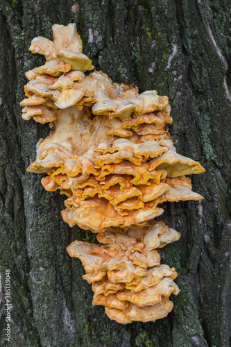 Laetiporus sulphureus is a species of bracket fungus that growing on trees. Crab-of-the-woods close up.
