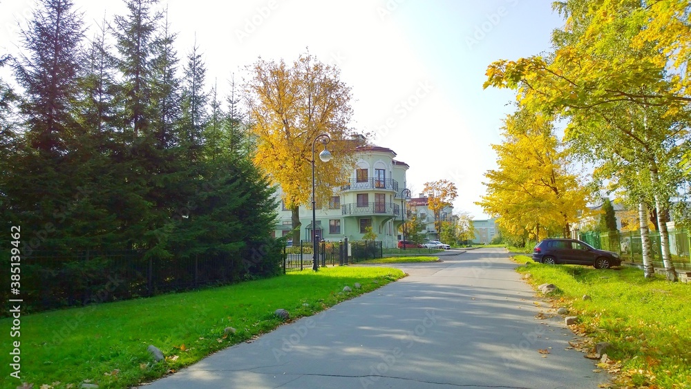 Golden autumn in the city street with yellow tree and spruce. Fall season. Real life. Countryside. Beauty in nature. Beautiful season landscape. Environment. Empty road. Cozy house. Healthy living.