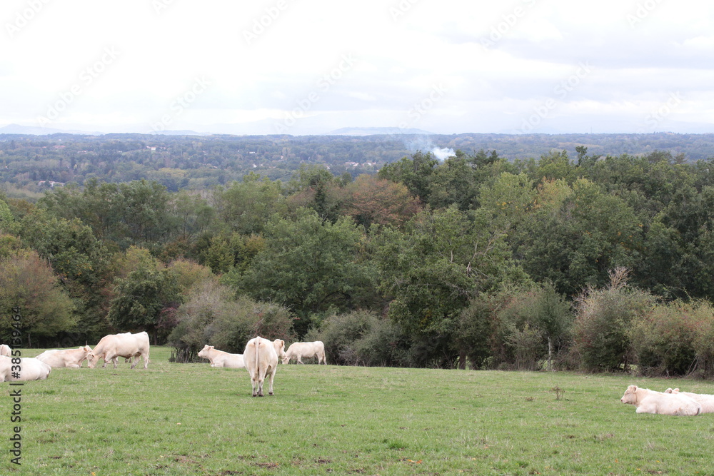 paysage du Bourbonnais