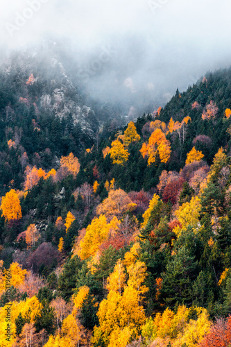 Autumn forest with orange, yellow, and red pines or firs leaves on a misty morning with fog.