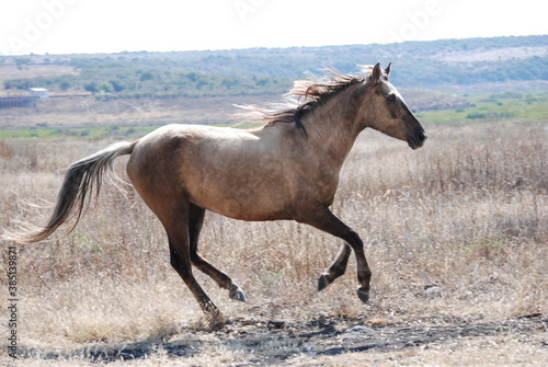 horse in the field