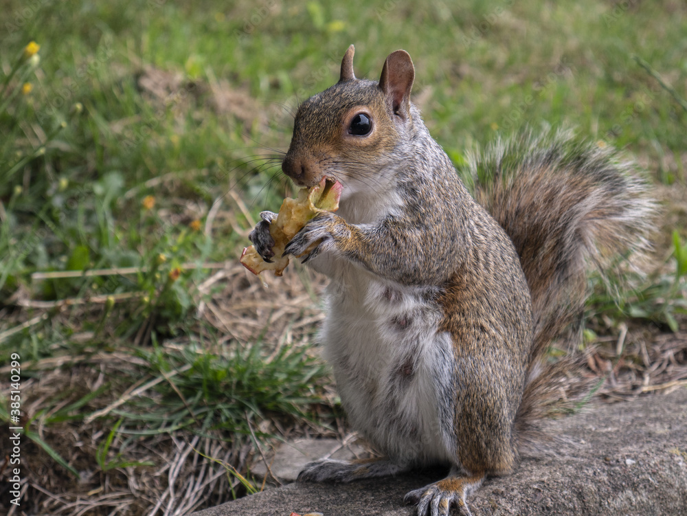 Cute squirrel eating an apple in the park Cute squirrel eating an apple in the park
