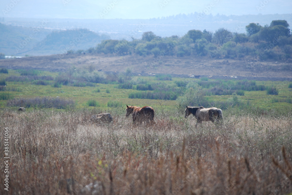 herd of horses and cows