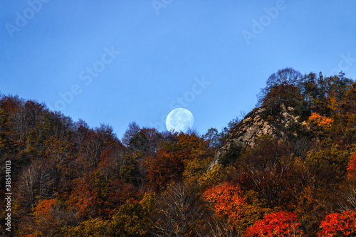 Autumn landscape with orange leaf trees and the full moon in the background on a blue sky.