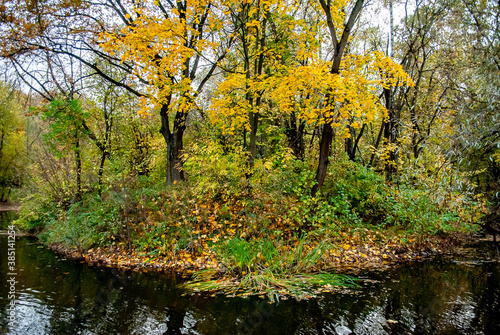 trees in the water