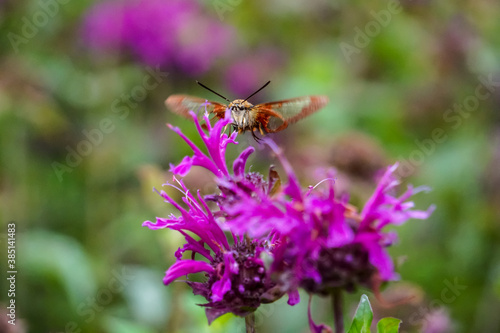 Macro hummingbird moth pollinating bee balm © Christine Grindle