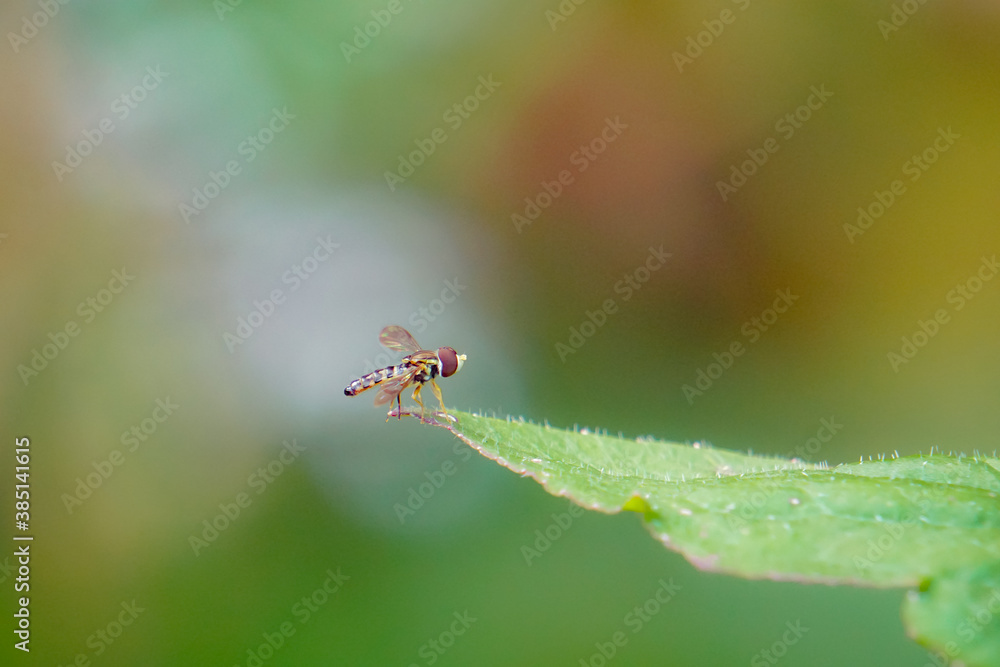 Macro of flower fly on leaf Macro of flower fly on leaf