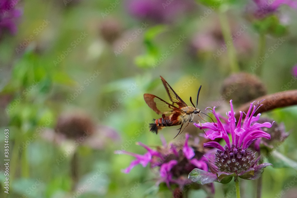 Hummingbird Hawk Moth pollinating bee balm in the garden Hummingbird Hawk Moth pollinating bee balm in the garden