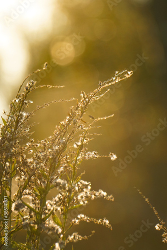 Sunlight sparkling off an autumn field